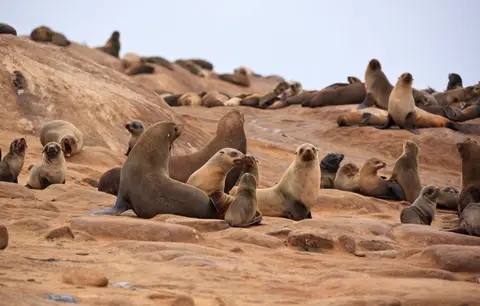 Namibia_Skelettküste_142.jpg
