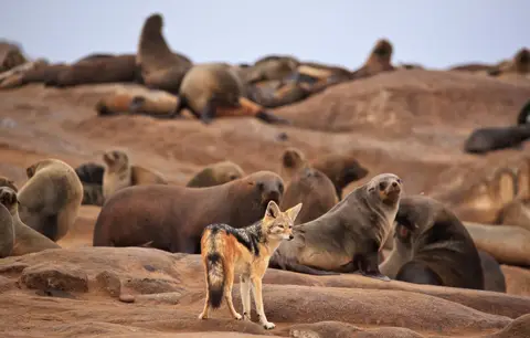Namibia_Skelettküste_144.jpg