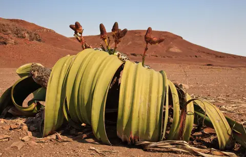 Namibia_Skelettküste_203.jpg