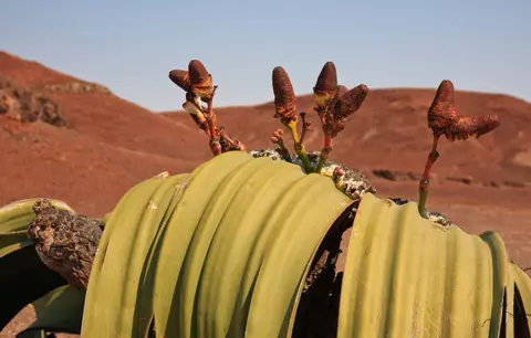 Namibia_Skelettküste_205.jpg