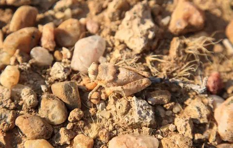 Namibia_Skelettküste_261.jpg