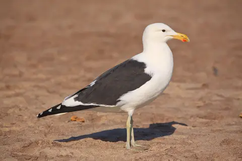 Namibia_Skelettküste_269.jpg