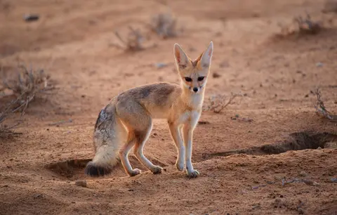 Namibia_Skelettküste_273.jpg