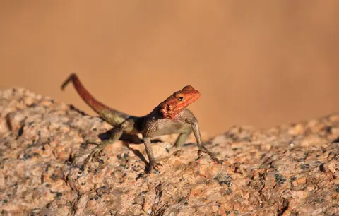 Namibia_Spitzkoppe_172.jpg