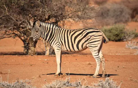 Namibia_Spitzkoppe_176.jpg