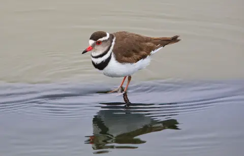 Namibia_Vogel_Dreibandregenpfeifer_01.jpg