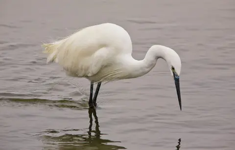 Namibia_Vogel_Silberreiher_01.jpg