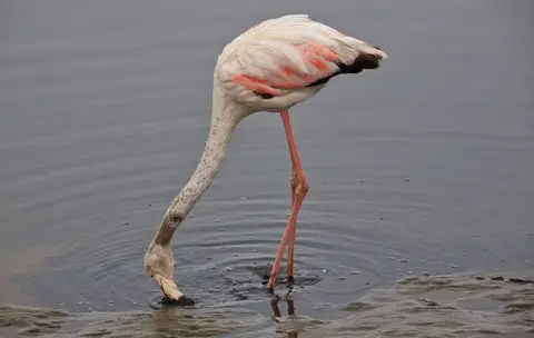Namibia_WalvisBay_011.jpg