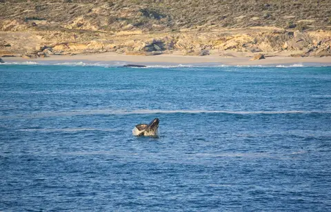 Südafrika_Gaansbai_053.jpg