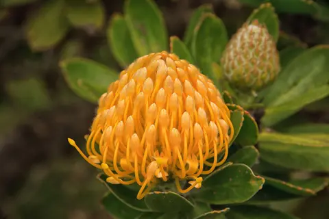Südafrika_Hermanus_006.jpg