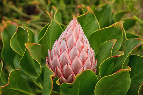 Südafrika_Hermanus_008.jpg