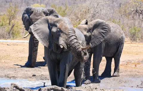 Südafrika_KrugerNP_068.jpg