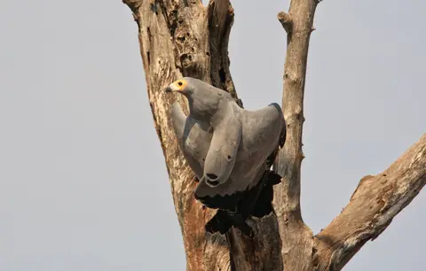 Südafrika_KrugerNP_Vogel_Höhlenweihe_001.jpg