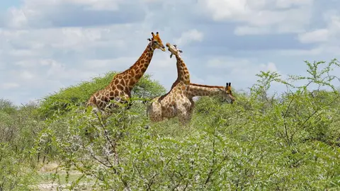 Nam21-Etosha-08.jpg