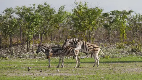 Nam21-Etosha-12.jpg