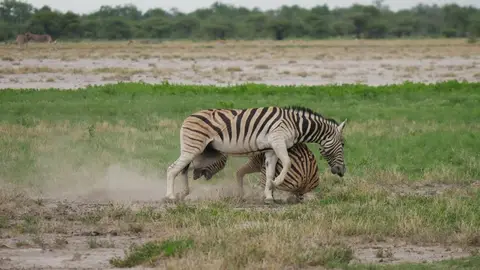 Nam21-Etosha-13.jpg