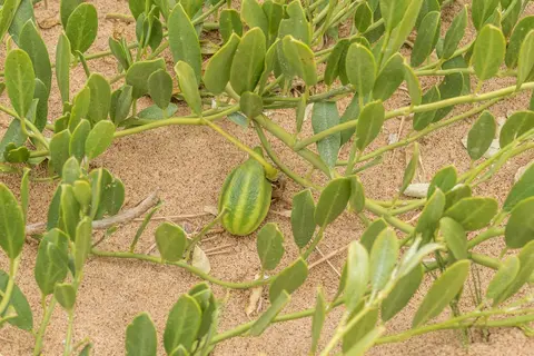 k-NamibiaimFrühjahr2019(260).jpg
