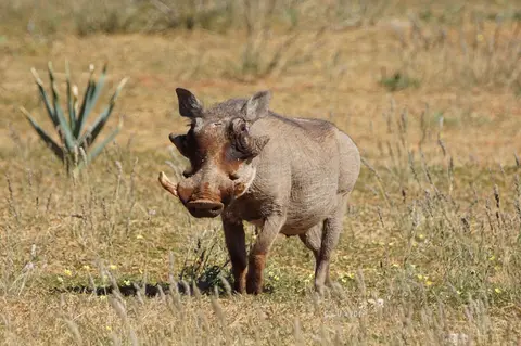 11-warzenschwein.jpg