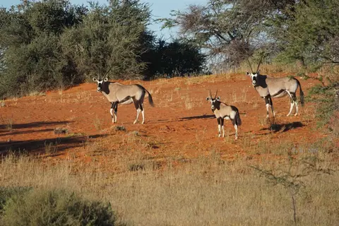13-oryx.jpg