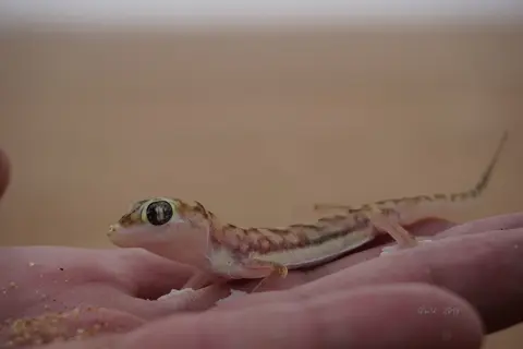32-gecko.jpg