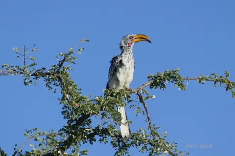 74-southernyellowbilledhornbill.JPG