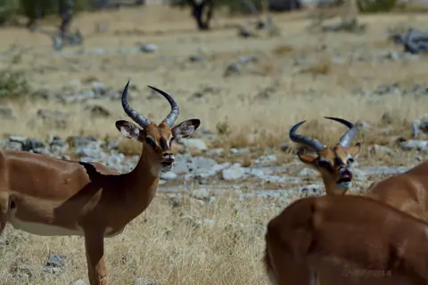 DSC00618.JPG