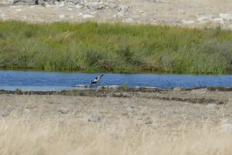 blacksmith-lapwing.JPG