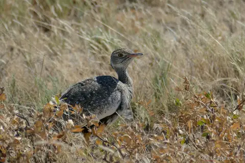 northernblackkoorhaan-w.JPG