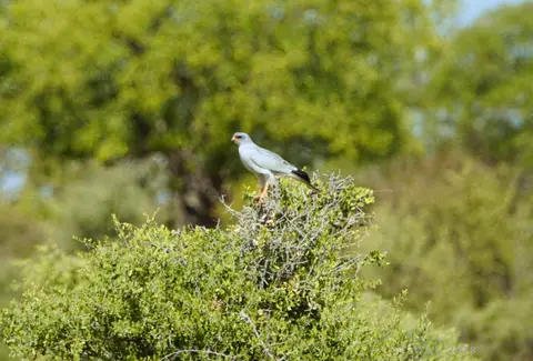 palechantinggoshawk.JPG