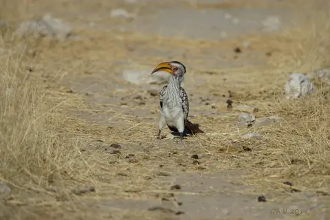 southernyellowbilledhornbill.JPG