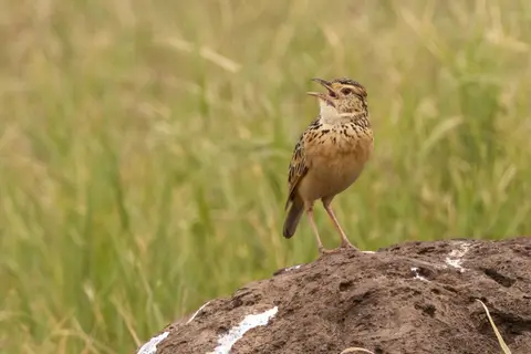 grasslandorAfricanpipit-Zimtspornpieper.jpg