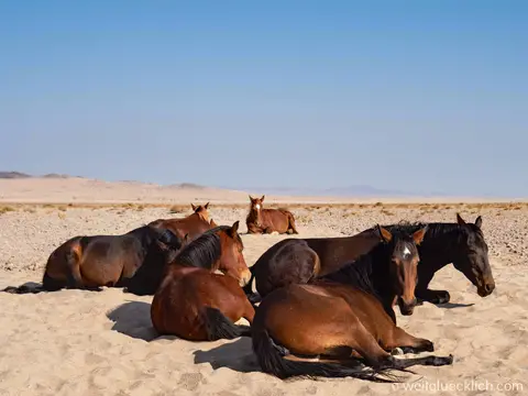 P6141510-Namibia-Aus-Wildpferde.jpg