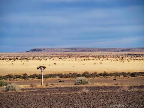 P6162617-Savanne-Namibia-Strausse.jpg