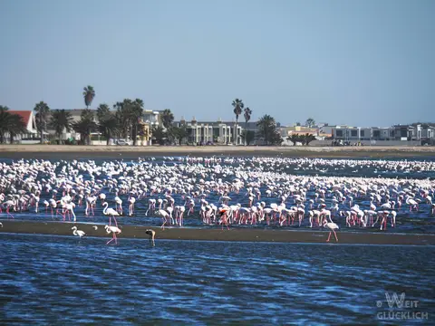 P7033722-Flamingos-Walvis-Bay.jpg