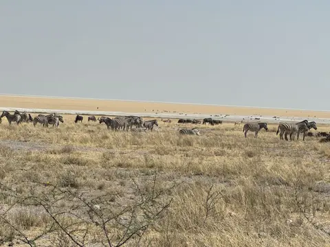 IMG_7332.jpeg