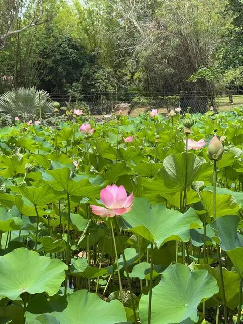IMG-20241211-WA0031.jpg