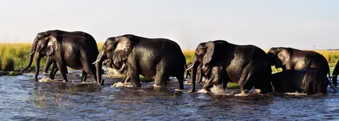 15.01Chobe05.jpg