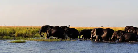 15.01Chobe12.jpg