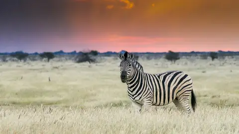 etosha-2.jpg