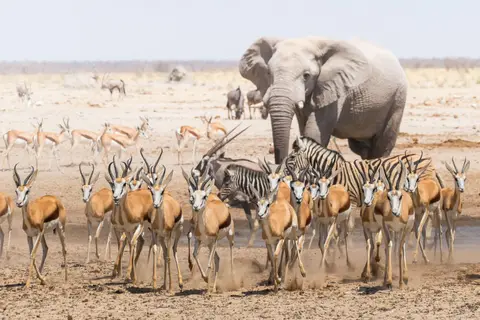etosha-3-scaled.jpg
