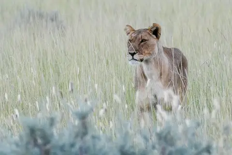 etosha-3.jpg