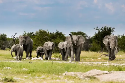 etosha-5.jpg
