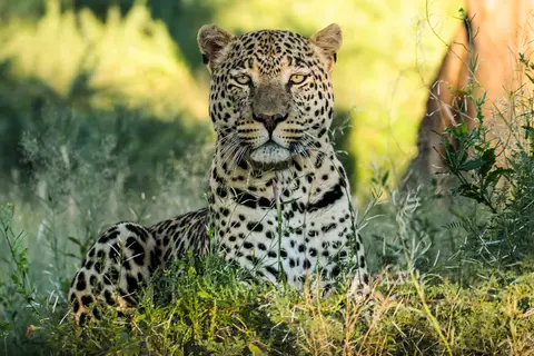 okonjima-neo-leopard.jpg