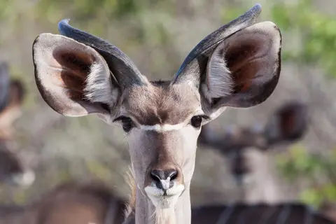 testkudu01-01.jpg