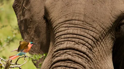 tiere_0001.jpg