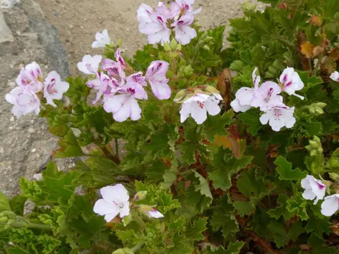 P1012789.JPG