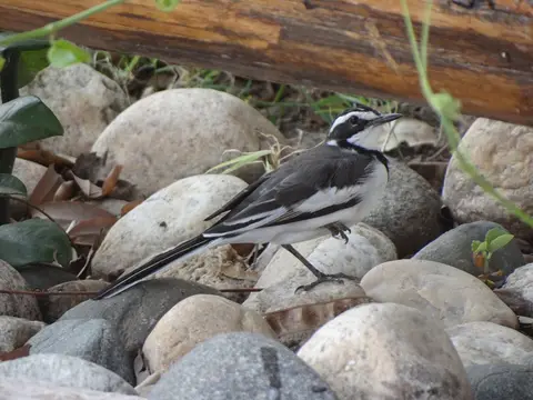 he72785c.JPG