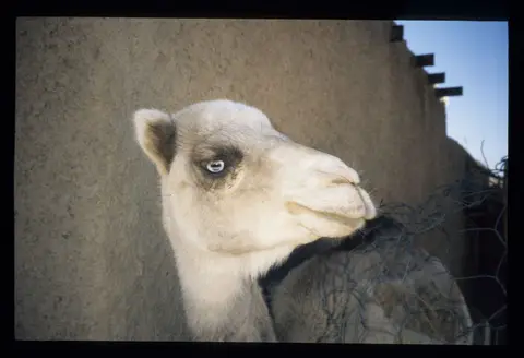 Algerien074.jpg