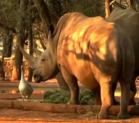 Nashorn-Gans.jpg