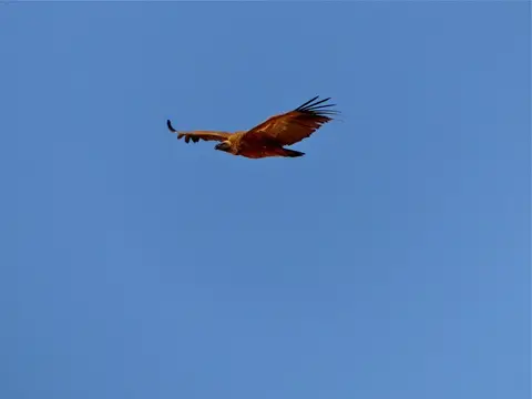 hc38e448.jpg
